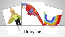 Попугаи