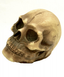 Латексный череп 10х13 см