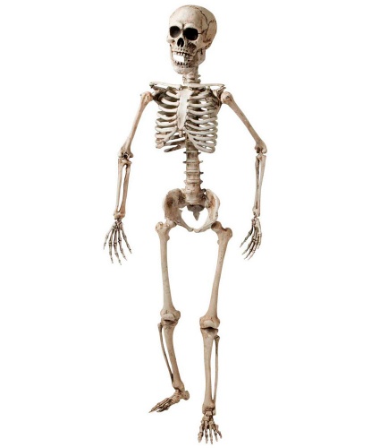 Скелет (160 см). (Италия)