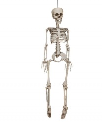 Скелет (60 см)